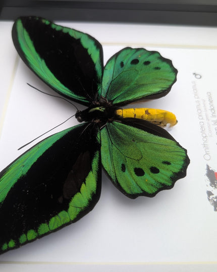 Green birdwing taxidermy butterfly, black frame (8x8)