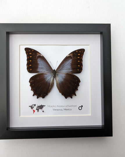 Purple Morpho Butterfly Display, Ethically Sourced Taxidermy Gift