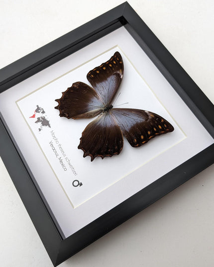 Purple Morpho Butterfly Display, Ethically Sourced Taxidermy Gift