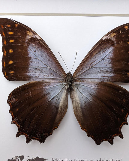 Purple Morpho Butterfly Display, Ethically Sourced Taxidermy Gift