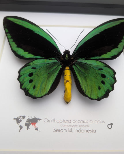 Green birdwing taxidermy butterfly, black frame (8x8)
