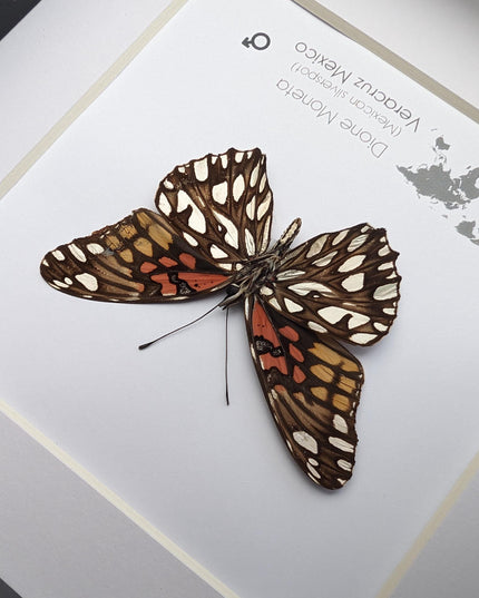 Framed Mexican Silverspot Butterfly Taxidermy: Ethically Sourced Entomology Art