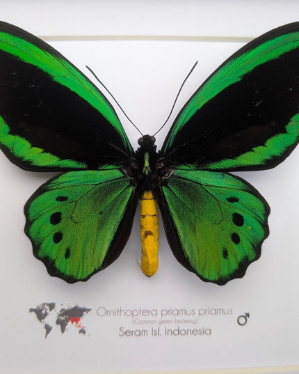 Green birdwing taxidermy butterfly, black frame (8x8)