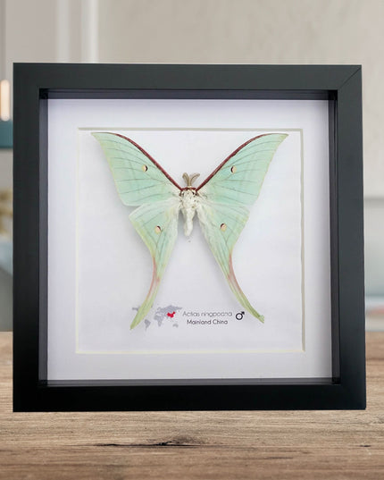 Framed Moths, Argema Mitrei, Urania Ripheus, Acheontia Atropos, Actias Ningpoana, Taxidermy Wall Decor