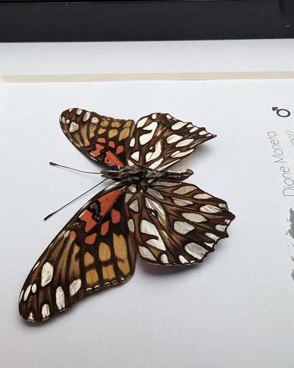 Framed Mexican Silverspot Butterfly Taxidermy: Ethically Sourced Entomology Art