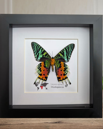 Framed Moths, Argema Mitrei, Urania Ripheus, Acheontia Atropos, Actias Ningpoana, Taxidermy Wall Decor
