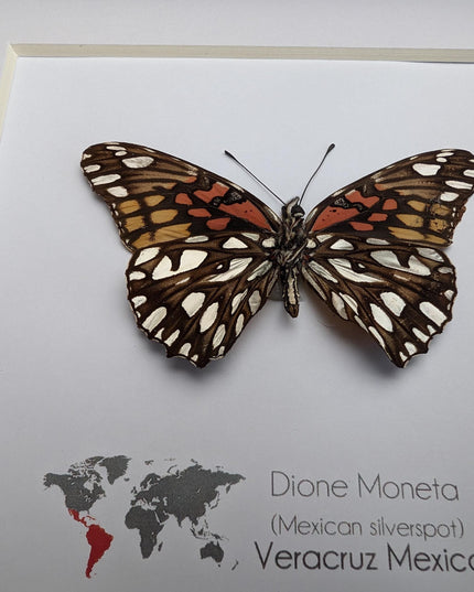 Framed Mexican Silverspot Butterfly Taxidermy: Ethically Sourced Entomology Art