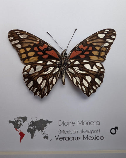 Framed Mexican Silverspot Butterfly Taxidermy: Ethically Sourced Entomology Art