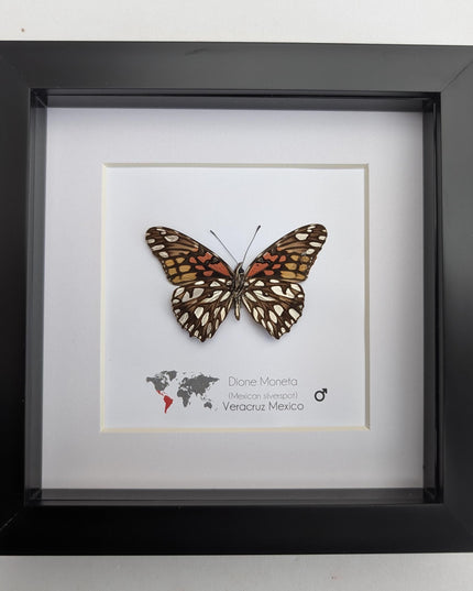 Framed Mexican Silverspot Butterfly Taxidermy: Ethically Sourced Entomology Art