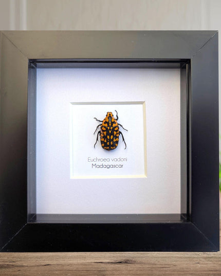 Euchroae vadoni, the madagascar flower beetle, taxidermy beetle, entomology present, nature art, framed bug, 4x4