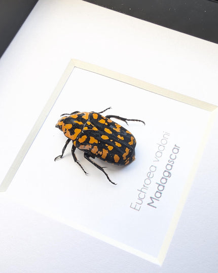 Euchroae vadoni, the madagascar flower beetle, taxidermy beetle, entomology present, nature art, framed bug, 4x4