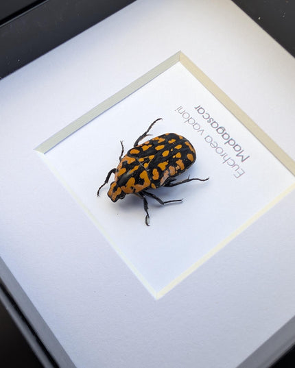 Euchroae vadoni, the madagascar flower beetle, taxidermy beetle, entomology present, nature art, framed bug, 4x4