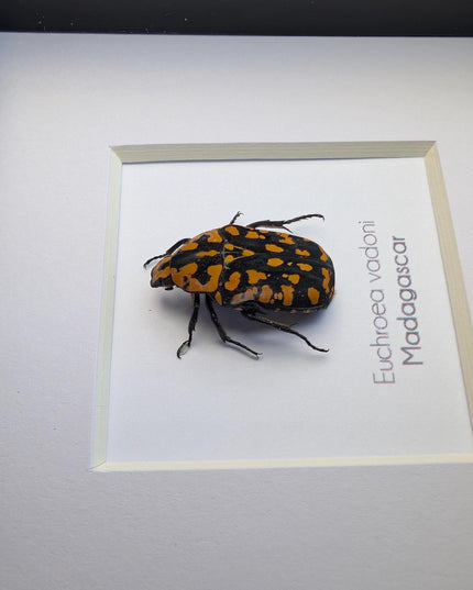 Euchroae vadoni, the madagascar flower beetle, taxidermy beetle, entomology present, nature art, framed bug, 4x4