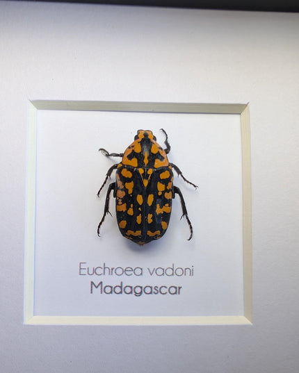 Euchroae vadoni, the madagascar flower beetle, taxidermy beetle, entomology present, nature art, framed bug, 4x4
