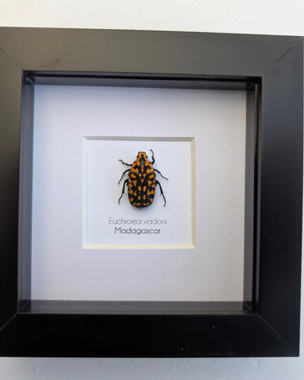Euchroae vadoni, the madagascar flower beetle, taxidermy beetle, entomology present, nature art, framed bug, 4x4
