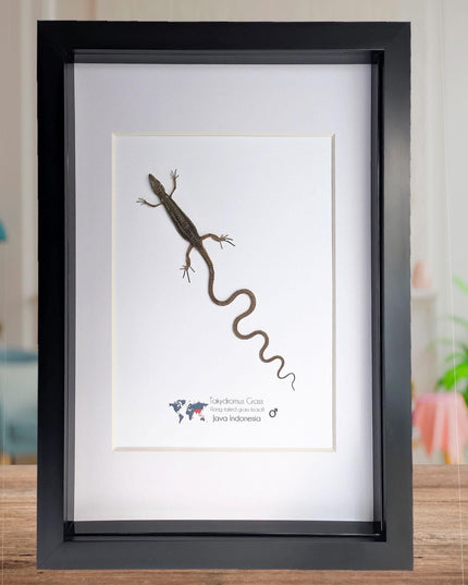 Takydromus grass lizard, long-tailed grass lizard,  indonesia, wall decor, science collection, taxidermy display, frame a4