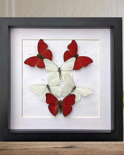 Framed blood-red glider & florida white butterfly display (8x8)