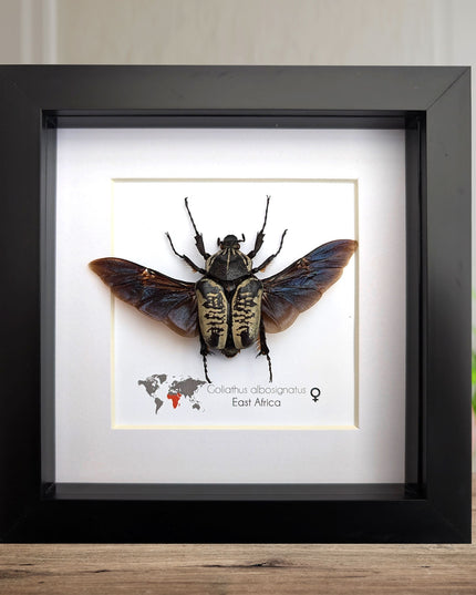 Framed Goliath Flower Beetle Taxidermy, East Africa, 6"x6"