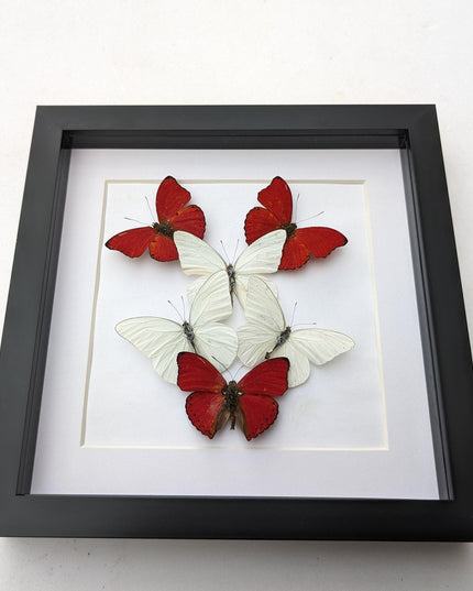 Framed blood-red glider & florida white butterfly display (8x8)