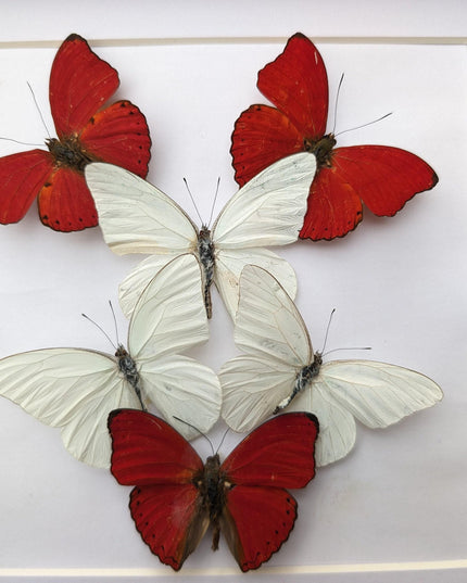 Framed blood-red glider & florida white butterfly display (8x8)