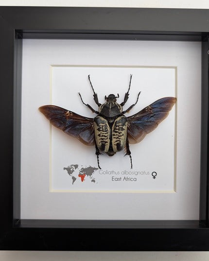 Framed Goliath Flower Beetle Taxidermy, East Africa, 6"x6"