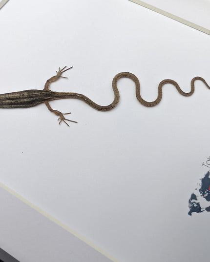Takydromus grass lizard, long-tailed grass lizard,  indonesia, wall decor, science collection, taxidermy display, frame a4