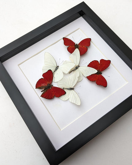 Framed blood-red glider & florida white butterfly display (8x8)