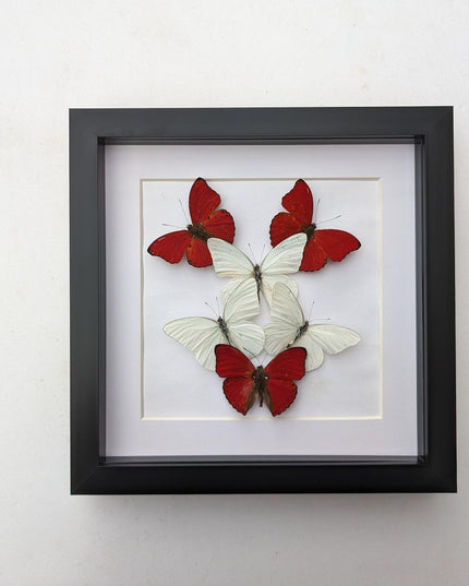 Framed blood-red glider & florida white butterfly display (8x8)