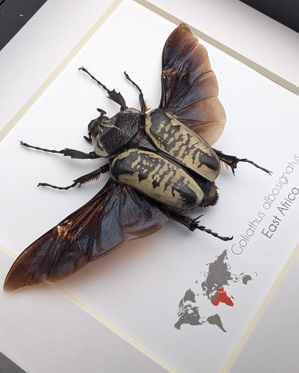 Framed Goliath Flower Beetle Taxidermy, East Africa, 6"x6"