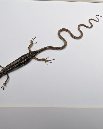 Takydromus grass lizard, long-tailed grass lizard,  indonesia, wall decor, science collection, taxidermy display, frame a4