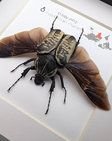 Framed Goliath Flower Beetle Taxidermy, East Africa, 6"x6"
