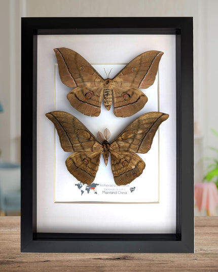 Framed giant japanese silk moth taxidermy, entomology art