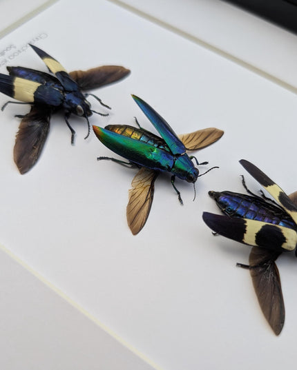 Framed chrysochroa jewel beetles: ethically sourced entomology display (8x10)