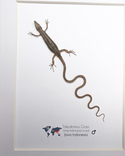 Takydromus grass lizard, long-tailed grass lizard,  indonesia, wall decor, science collection, taxidermy display, frame a4