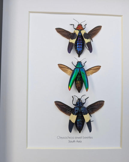 Framed chrysochroa jewel beetles: ethically sourced entomology display (8x10)