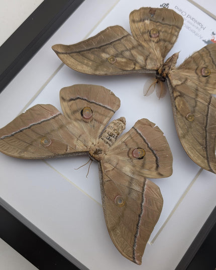 Framed giant japanese silk moth taxidermy, entomology art