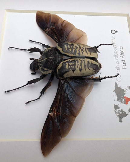 Framed Goliath Flower Beetle Taxidermy, East Africa, 6"x6"