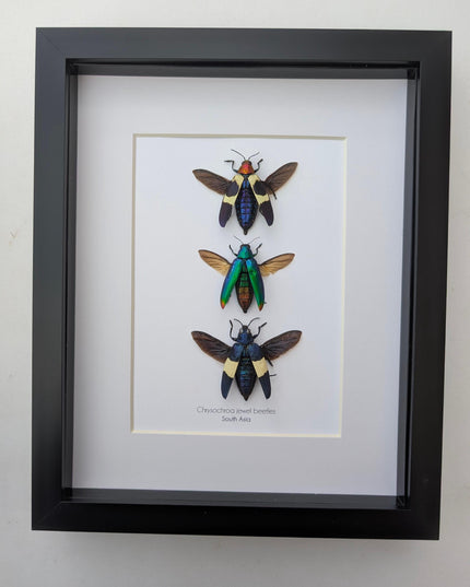 Framed chrysochroa jewel beetles: ethically sourced entomology display (8x10)