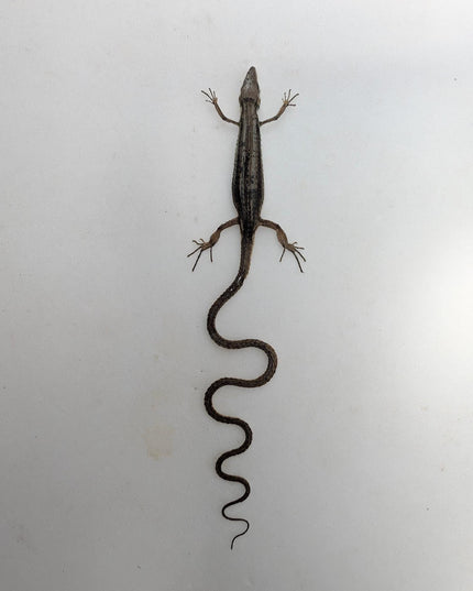 Takydromus grass lizard, long-tailed grass lizard,  indonesia, wall decor, science collection, taxidermy display, frame a4