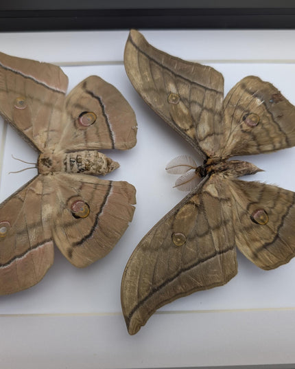 Framed giant japanese silk moth taxidermy, entomology art