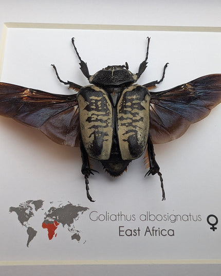 Framed Goliath Flower Beetle Taxidermy, East Africa, 6"x6"
