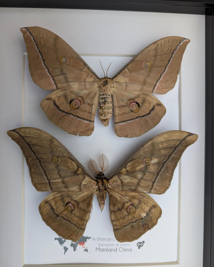 Framed giant japanese silk moth taxidermy, entomology art