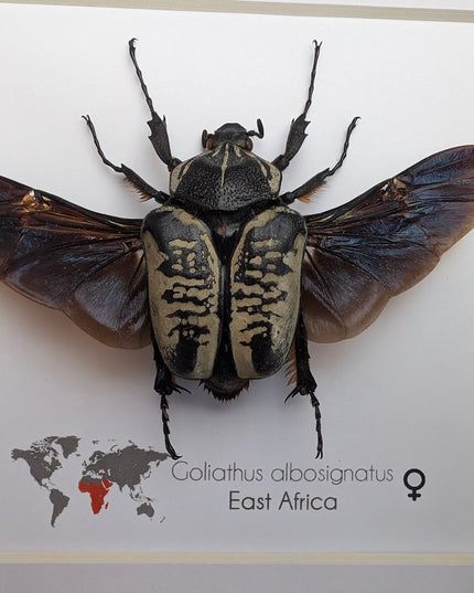 Framed Goliath Flower Beetle Taxidermy, East Africa, 6"x6"