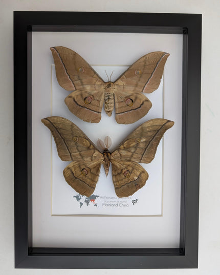 Framed giant japanese silk moth taxidermy, entomology art