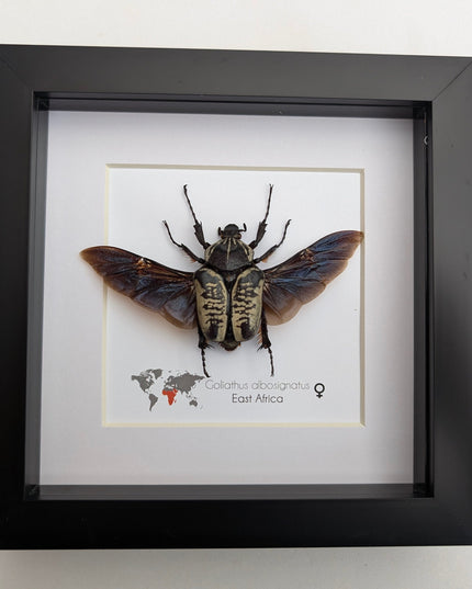 Framed Goliath Flower Beetle Taxidermy, East Africa, 6"x6"