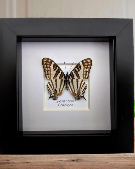 Cyrestis camillus, african map butterfly from cameroon, taxidermy butterfly, frame 4"x4"
