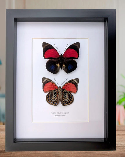 Framed Red Agrias Claudina Butterfly Display, Entomology Gift