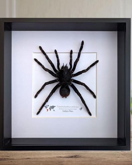 Pamphobeteus antinous, bolivian blue leg bird eater, steely blue leg, taxidermy tarantula, giant tarantula from peru, frame 10" x 10",