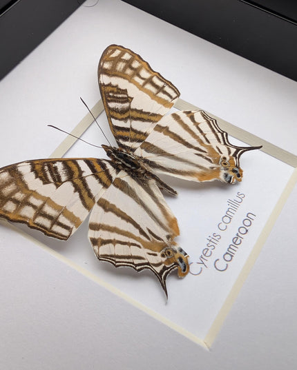 Cyrestis camillus, african map butterfly from cameroon, taxidermy butterfly, frame 4"x4"