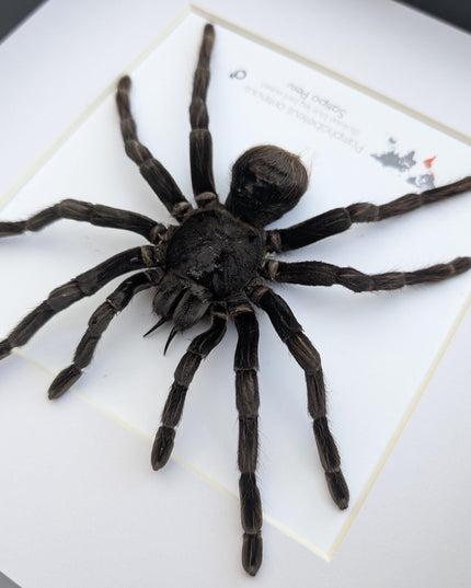 Pamphobeteus antinous, bolivian blue leg bird eater, steely blue leg, taxidermy tarantula, giant tarantula from peru, frame 10" x 10",